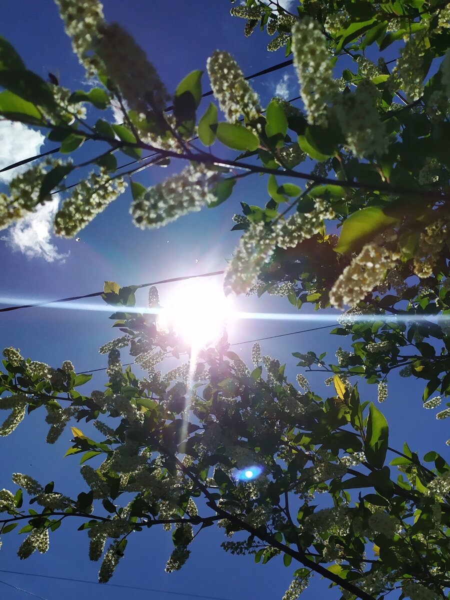 Черемуха в мае