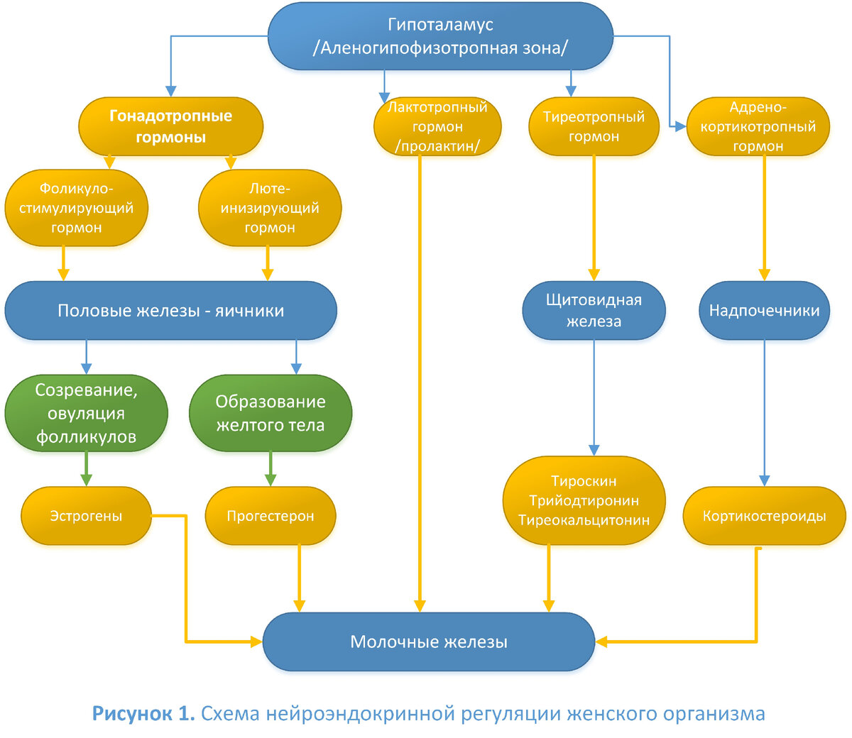 Взаимосвязь и взаимозависимость органов нейроэндокринной системы - гипоталамуса и гипофиза с половыми органами, щитовидной железой, надпочечниками, регулирующими функцию молочных желез и создающими гормональный баланс в организме женщины