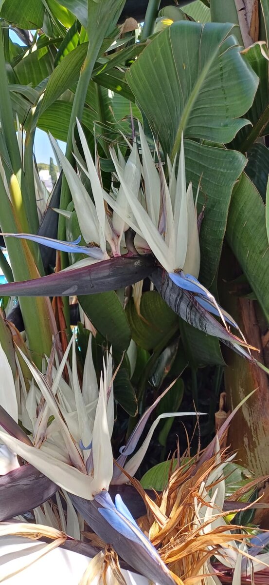 Пальмы цветут