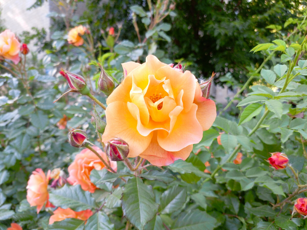 Очень красивые цветы...