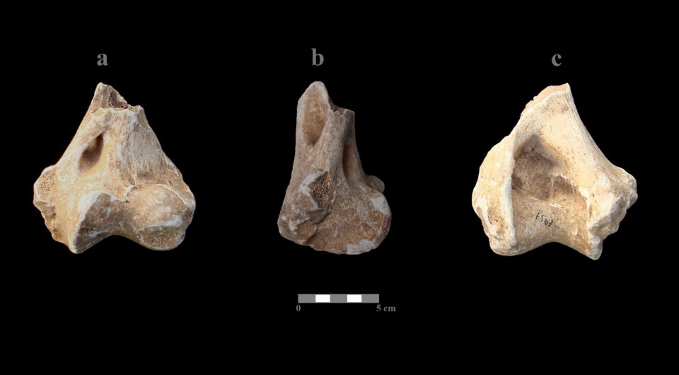   Riquelme Cantal Jose Antonio et al. / Journal of Archaeological Science: Reports, 2024