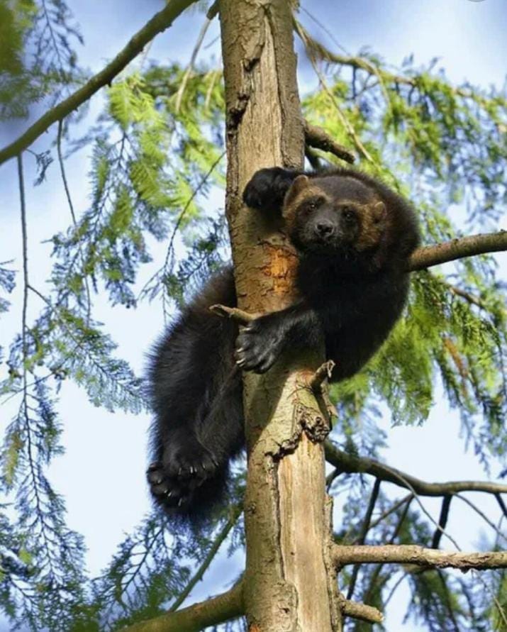 Это я  высматриваю  ваши шедевры