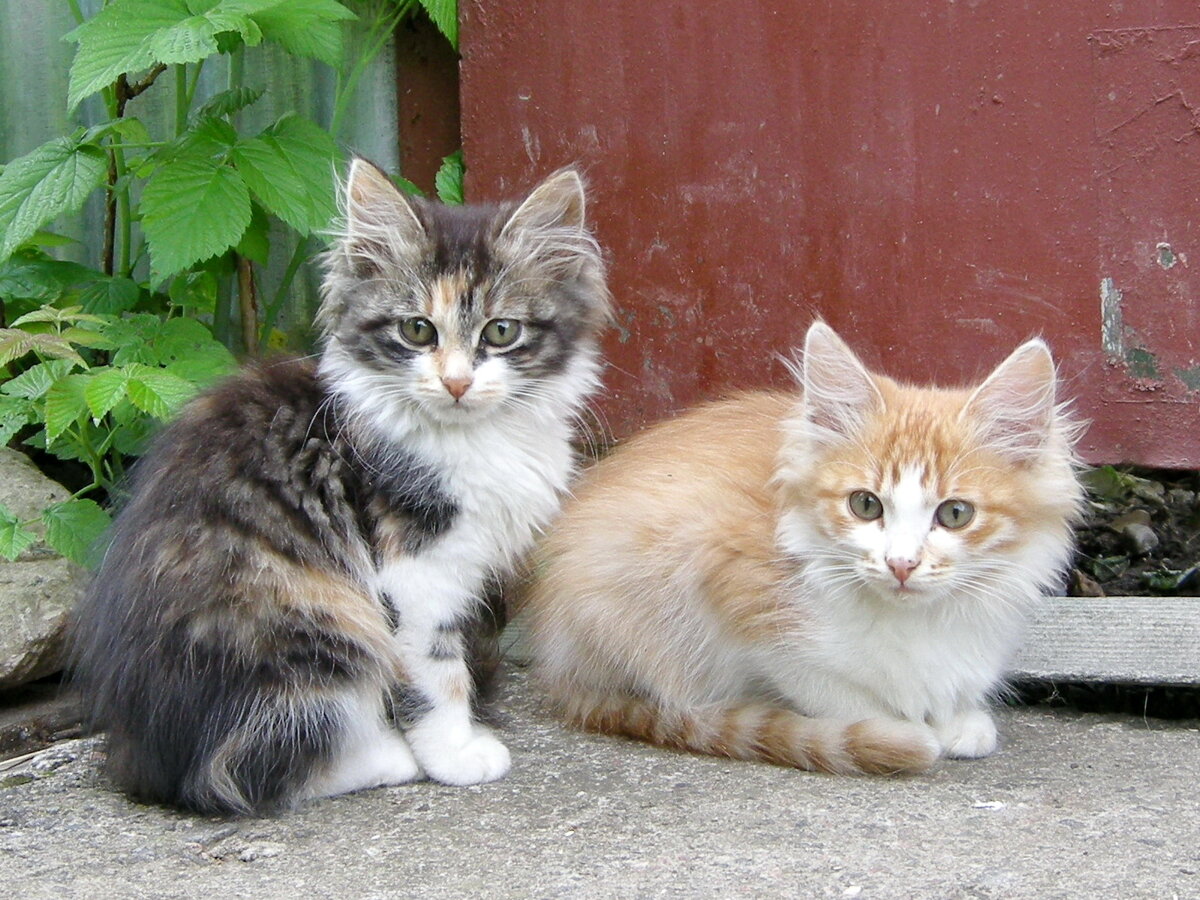 Котята, родившиеся у деревенской кошки, которая гуляла сама по себе. Фото из личного архива