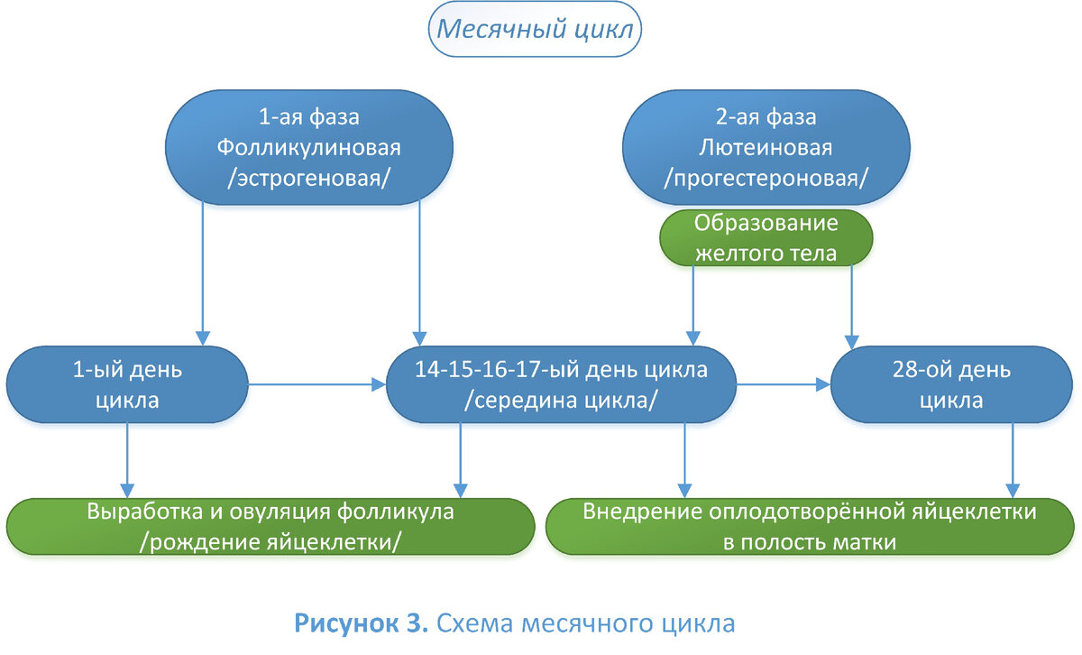 Показателем нормального месячного цикла считается овуляция, которая делит месячный цикл на две фазы пополам.