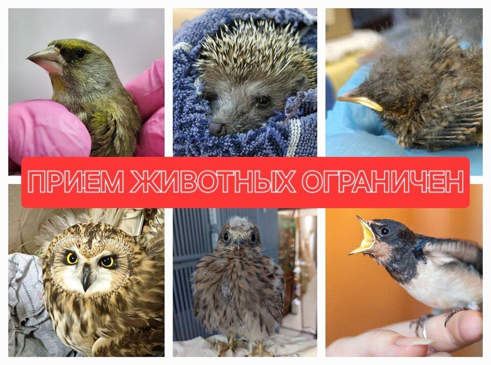    Фото АНО "Наша природа" Предоставлено