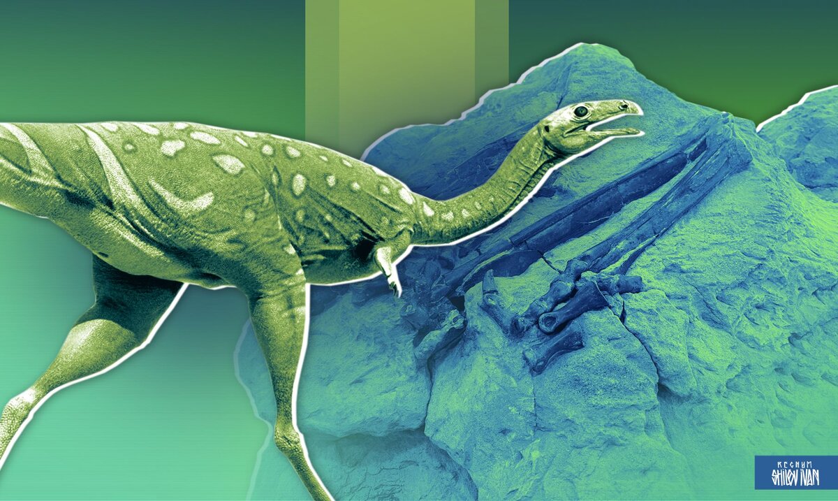    Kiyacursor longipes Иван Шилов (с) ИА Регнум