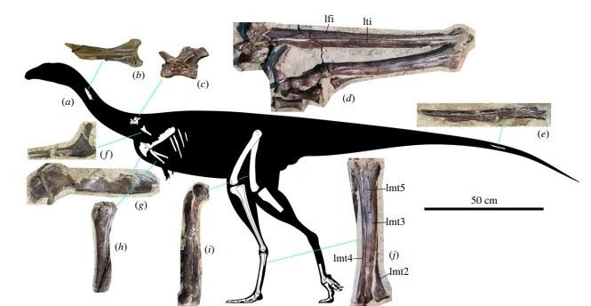    Динозавр Kiyacursor longipes © Proceedings of the Royal Society