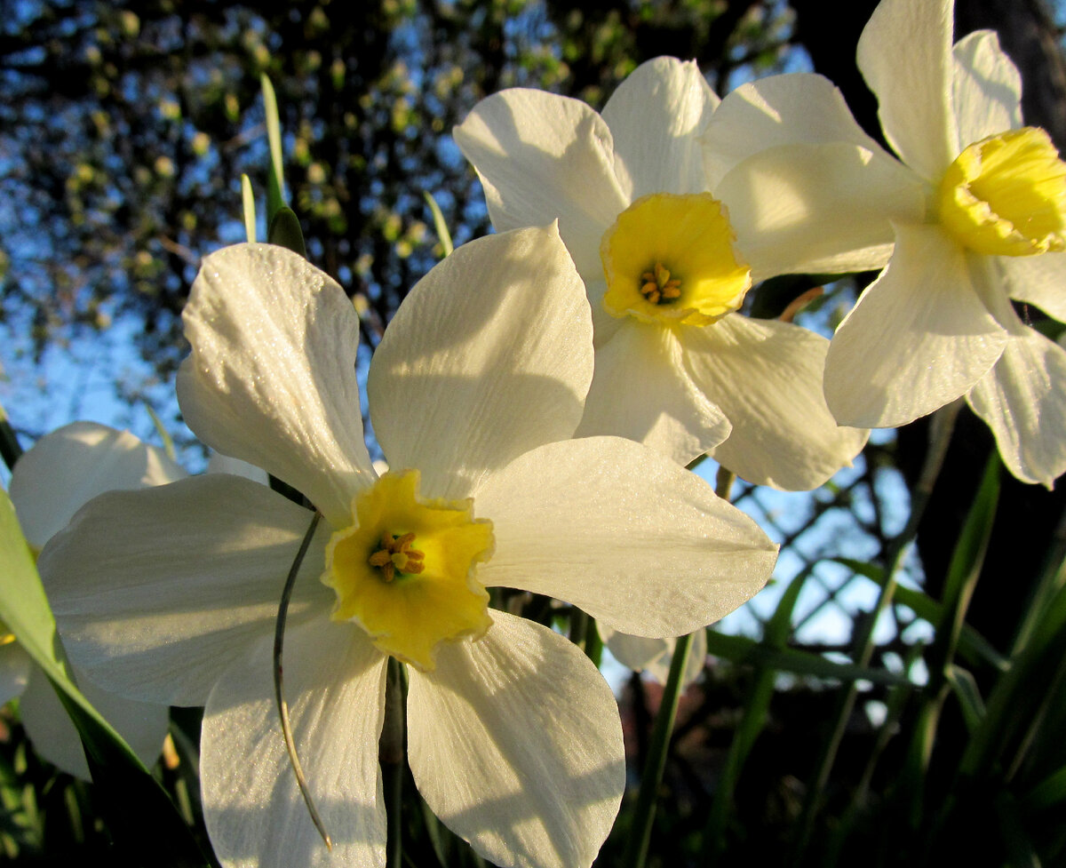 Нарциссы