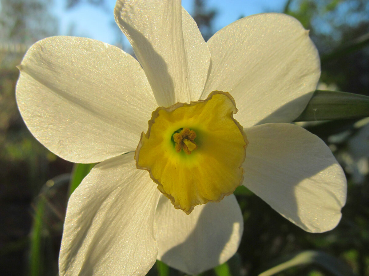 Нарцисса лепестки 