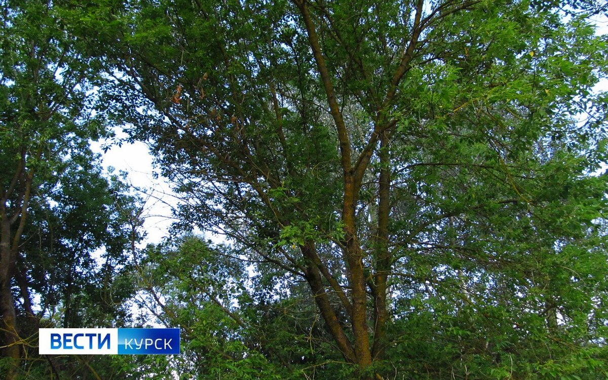    В Курской области 22 мая ожидаются град, грозы и сильный ветер