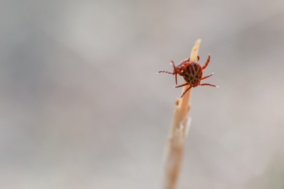    Активность паразитов растет. ЛЕНЦ Мария | Архив КП