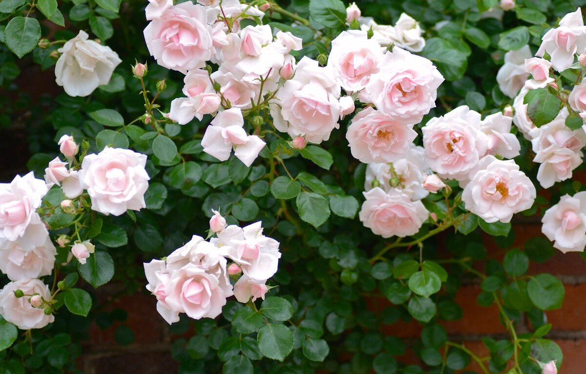 https://vsegda-pomnim.com