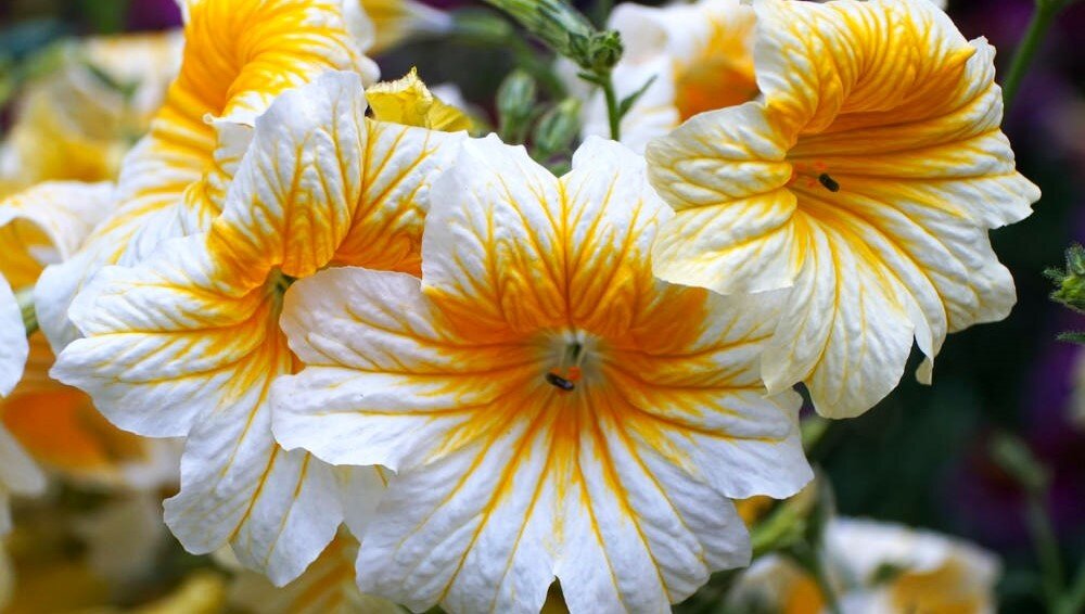 Если вы любитель самых необычных ярких цветов, которые способны украсить цветники на все лето, эта публикация может быть вам интересной. Сегодня я расскажу про растение удивительной красоты.-1-2