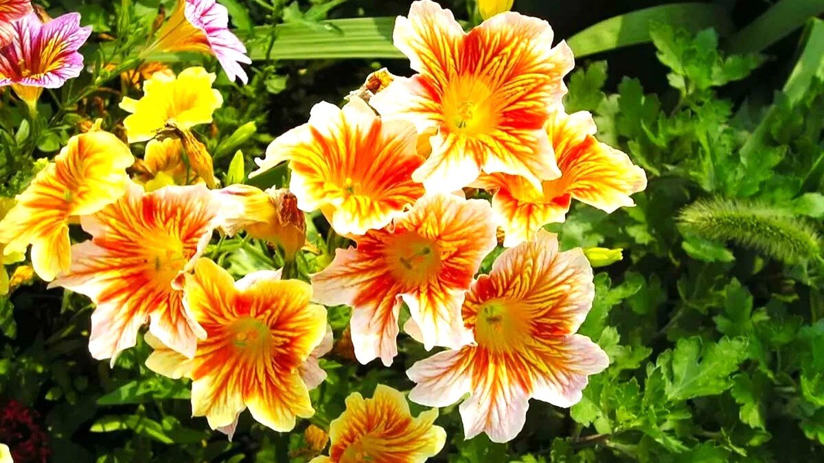 Если вы любитель самых необычных ярких цветов, которые способны украсить цветники на все лето, эта публикация может быть вам интересной. Сегодня я расскажу про растение удивительной красоты.-2-3