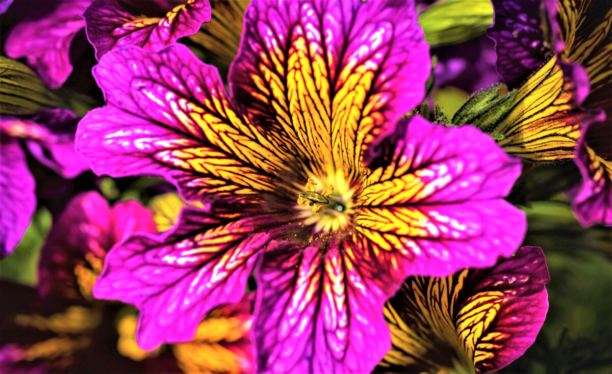 Если вы любитель самых необычных ярких цветов, которые способны украсить цветники на все лето, эта публикация может быть вам интересной. Сегодня я расскажу про растение удивительной красоты.-2-2