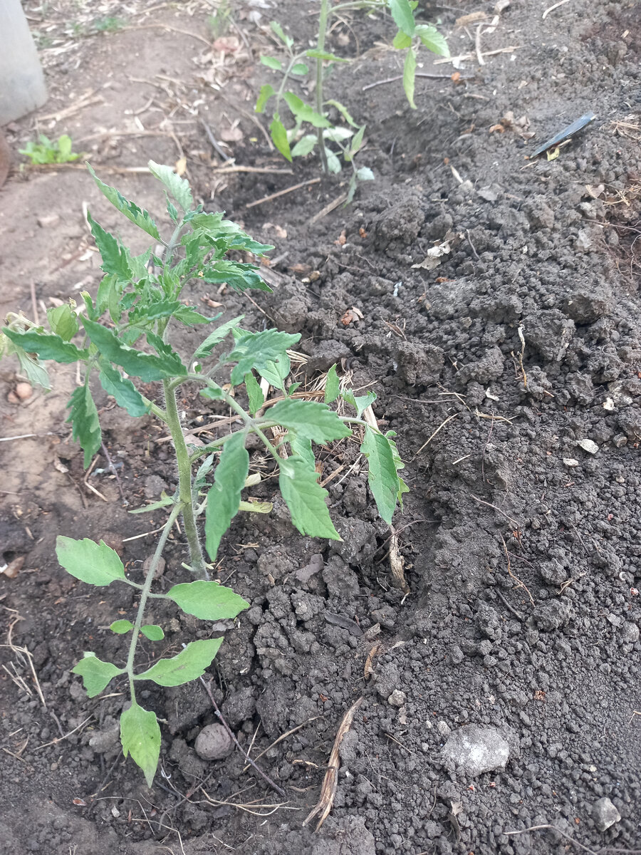 Эти томаты попали под заморозки. Они были в ОГ, И несмотря на то, что я их укрыла, они подмерзли сверху. После обработки эпином и хелатом они быстро восстановились - макушки у них позеленели, из пахзух показались пасынки, значит, вегетация возобновилась.