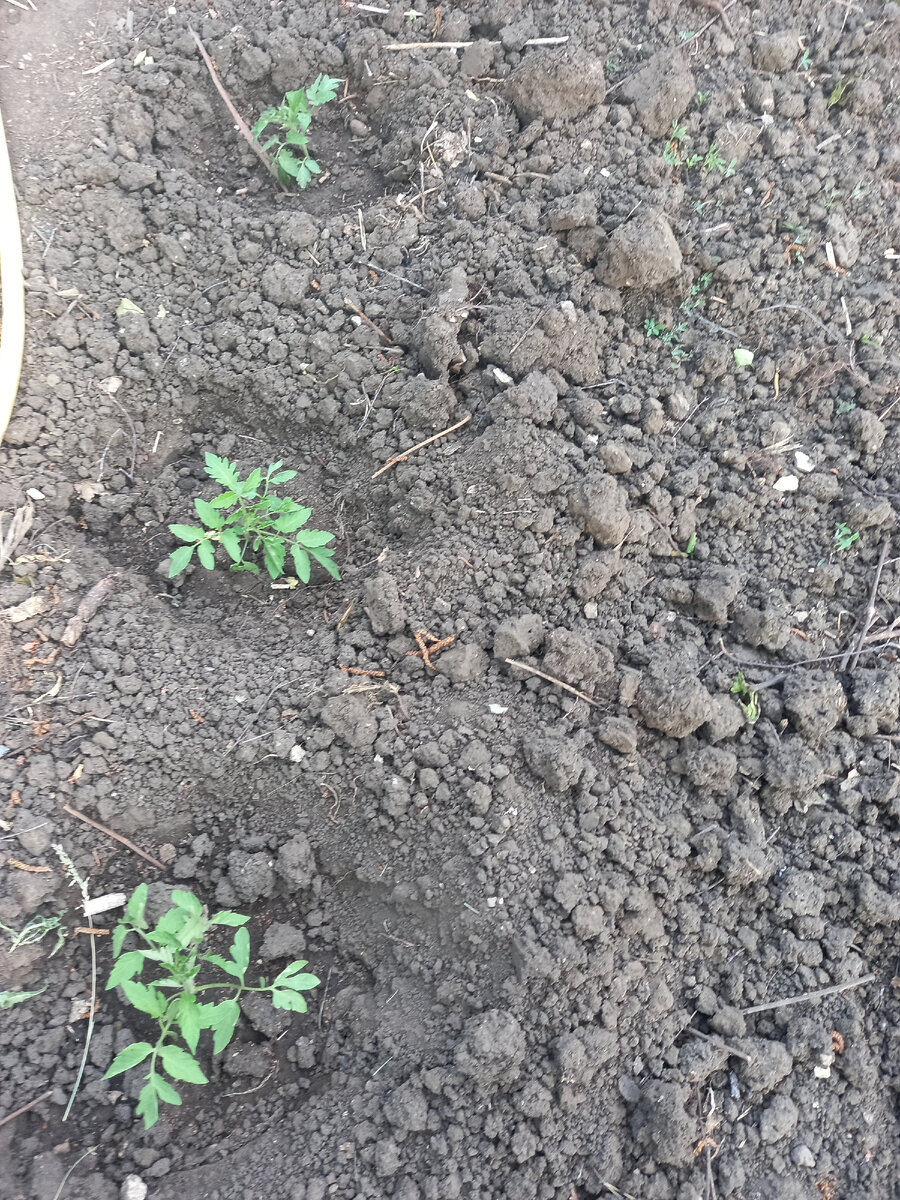 эта рассада уже неделю как посажена, прекрасно себя чувствует.