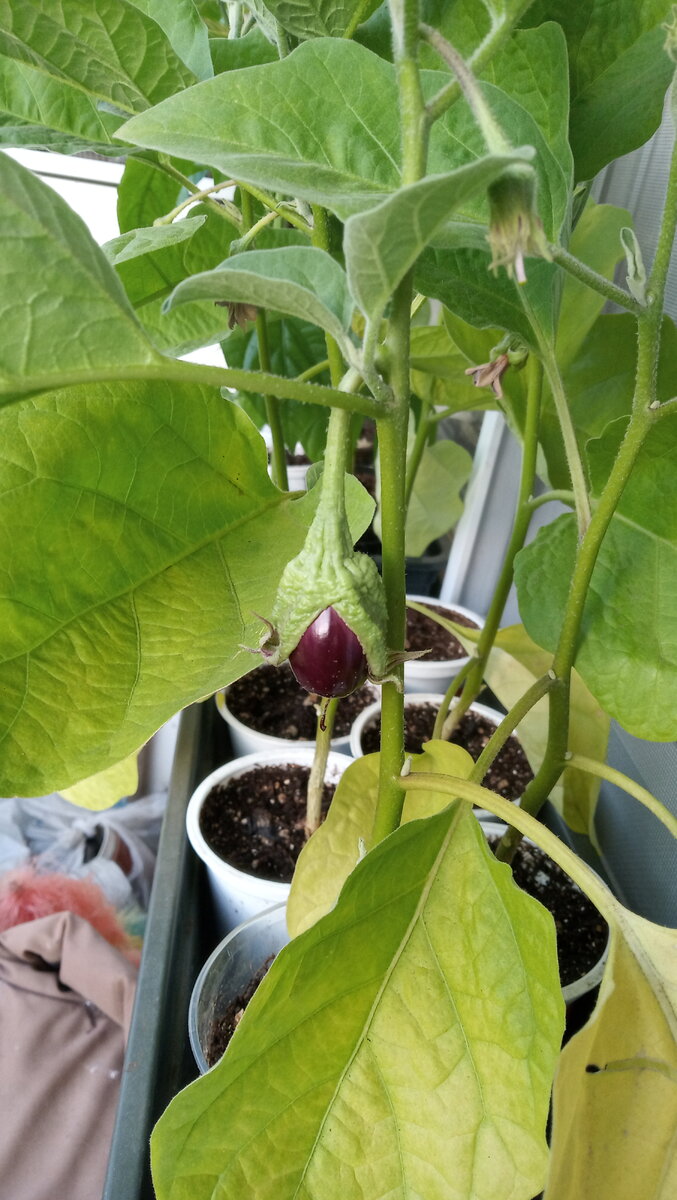 Баклажаны дома. Фото автора.