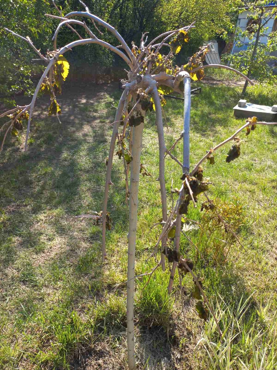 Замёрзшая шелковица наших родных. Купленная три года назад за 2000. Очень жалко.  Фото автора.