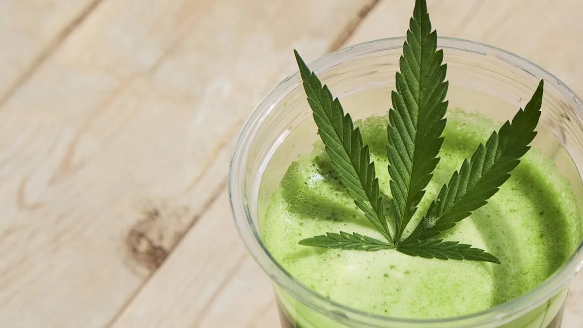    Конопляная матча.