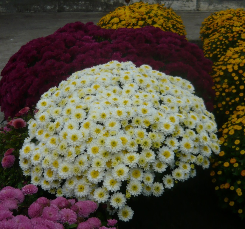 Harrogate Flower Show set to bloom