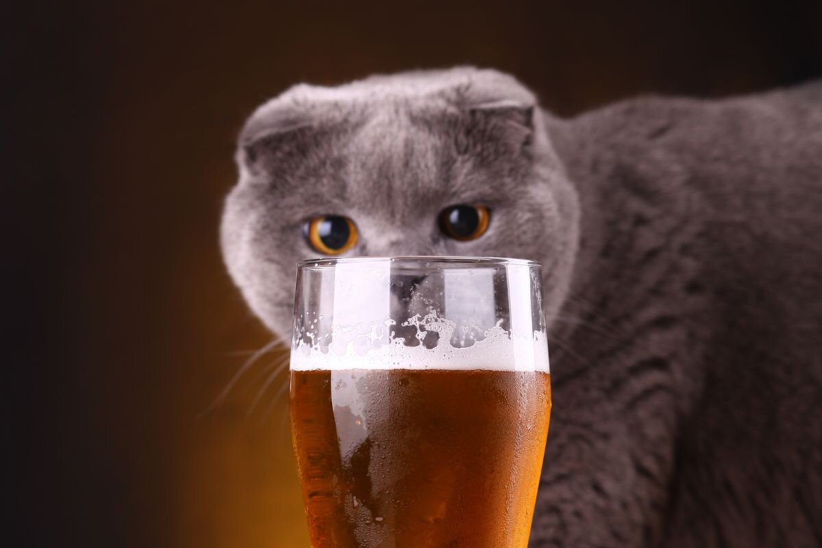 Кошка с пивом 