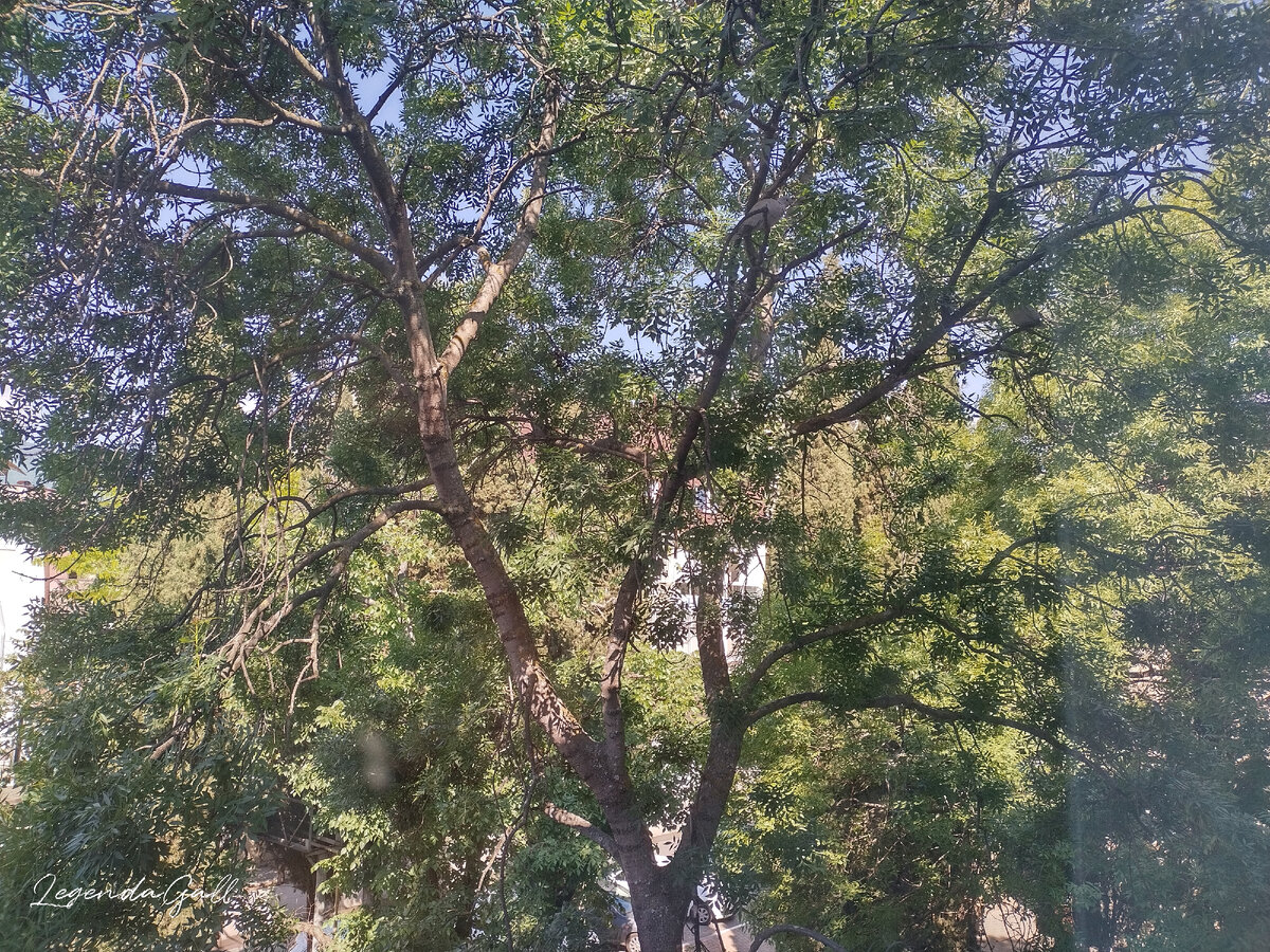 Горлица на дереве наблюдает