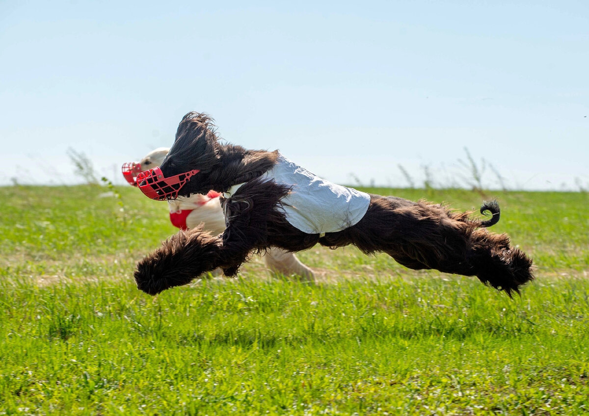 Криш. Фото Максим Разинков