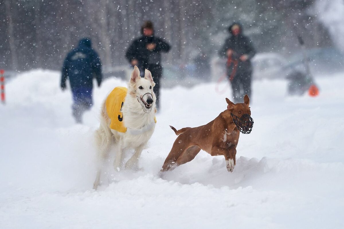 Курсинг. Зимние забеги