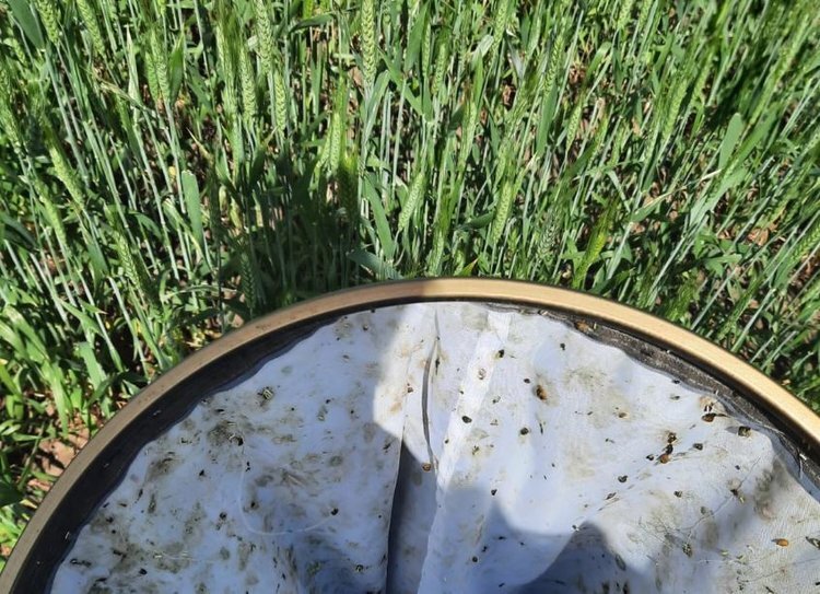    Защитные мероприятия зерновых культур в самом разгаре на полях Ставрополья