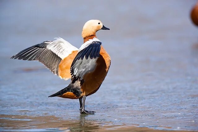    Что за птицы огари, и где в их названии правильно ставить ударение?