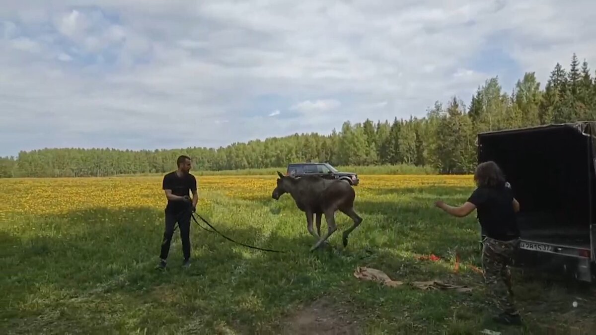     Лось в городе: вторая спасательная операция