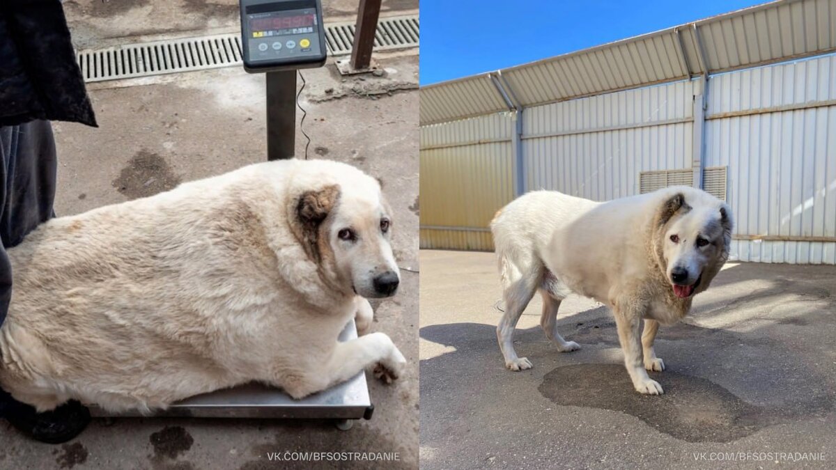 Вот кто точно успел подготовиться к лету: пес Кругетс из Нижнего Новгорода, который имел крайнюю степень ожирения, за 7 месяцев основательно похудел – теперь он весит 55,9 килограмма.