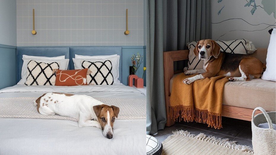 Слева кадр из проекта Марии Тарташник. Справа кадр из проекта Виктории Вишневской и ее собака 
