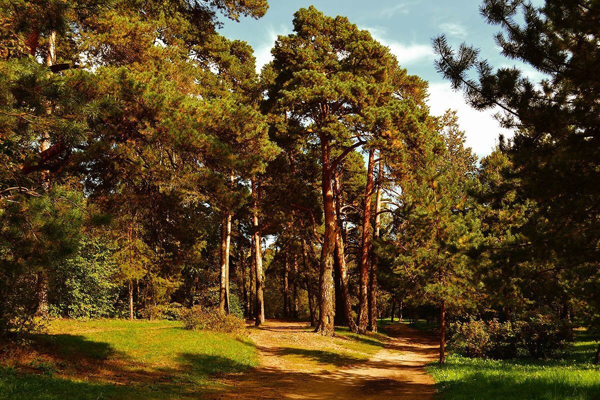 Сосновый лес