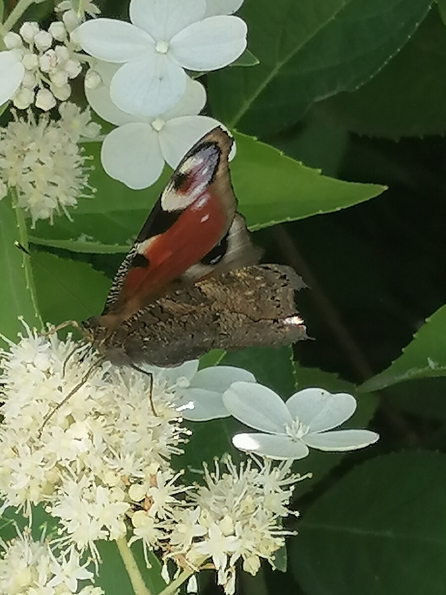 Фото автора. У бабочки есть яркая и тёмная сторона 