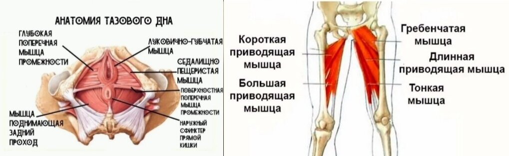  Существуют маленькие (да удаленькие) мышцы тазового дна, от которых зависит очень многое в нашем теле. Зависит буквально все, и особенно - тазобедренные суставы.-2