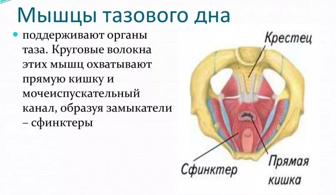 Где находятся эрогенные зоны у мужчин и женщин?