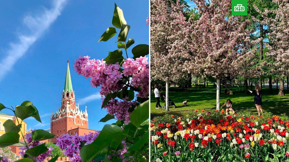    Фото: moscownice / t.me