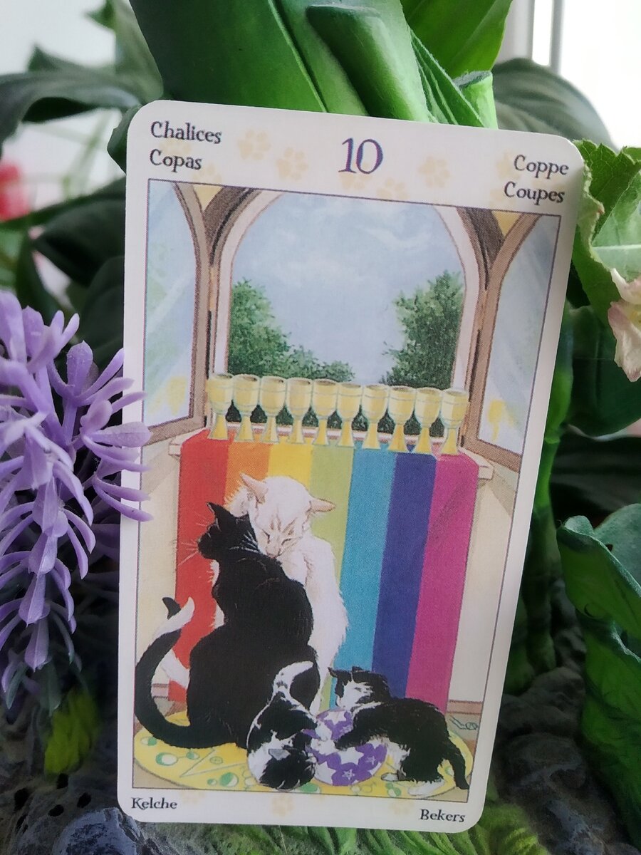 10 кубков - Таро Языческих кошек