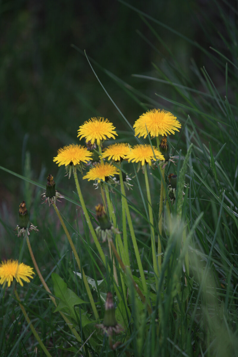 Одуванчик для красоты.