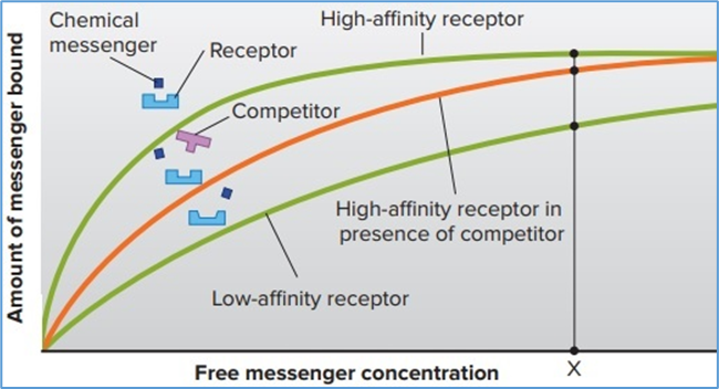 Figure 2.1. Characteristics of receptors binding to messengers. The receptors with high affinity will have more bound messenger at a given messenger concentration (e.g., concentration X). The presence of a competitor will decrease the amount of messenger bound, until at very high concentrations the receptors become saturated with messenger and cannot bind any additional messenger. Note in the illustration that the low-affinity receptor in this case has a slightly different shape in its ligand-binding region compared to the high-affinity receptor, which makes it less able to bind the messenger. Also note the similarity in parts of the shapes of the natural messenger and its competitor. Eric P. Widmaier Human Physiology. The Mechanisms of Body Function, New NY: McGraw-Hill Education. 2019. https://lccn.loc.gov/2017048599