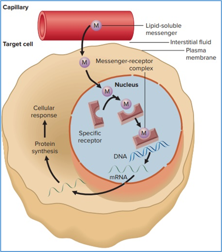 Figure 2.2. Mechanism of action of   lipid-soluble messengers. This figure shows the receptor (simplified in this   view) for these messengers in the nucleus. In some cases, the unbound   receptor is in the cytosol rather than the nucleus, in which case the binding   occurs there, and the activated messenger-receptor complex then moves into   the nucleus. For simplicity, a single messenger is shown binding to a single   receptor. In many cases, however, two messenger receptor complexes must bind   together in order to activate a gene. Eric P. Widmaier Human Physiology. The   Mechanisms of Body Function, New NY: McGraw-Hill Education. 2019. https://lccn.loc.gov/2017048599