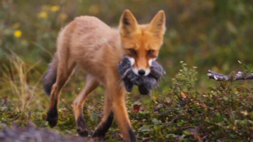 🦊❤️‍🔥«Огненный лис» — эксклюзивные кадры со съёмок фильма и наши впечатления о нём