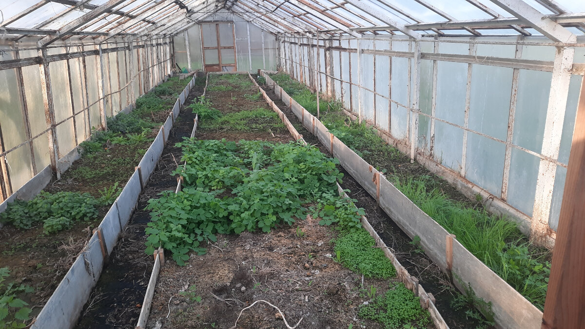 Теплица соседа