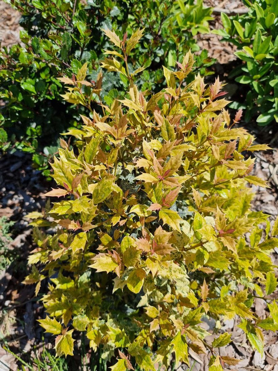 Кто угадает растение на фотографии?