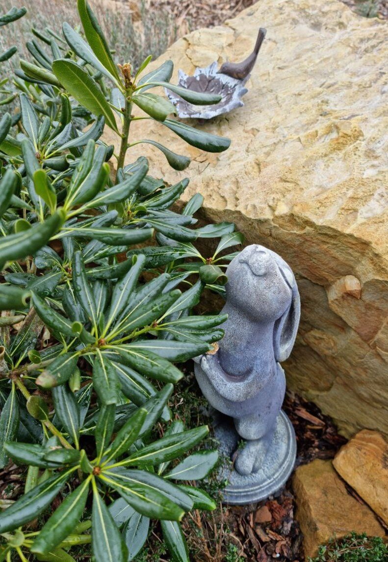 Даже зеленые листья зимой - в радость. Питтоспорум обыкновенный.