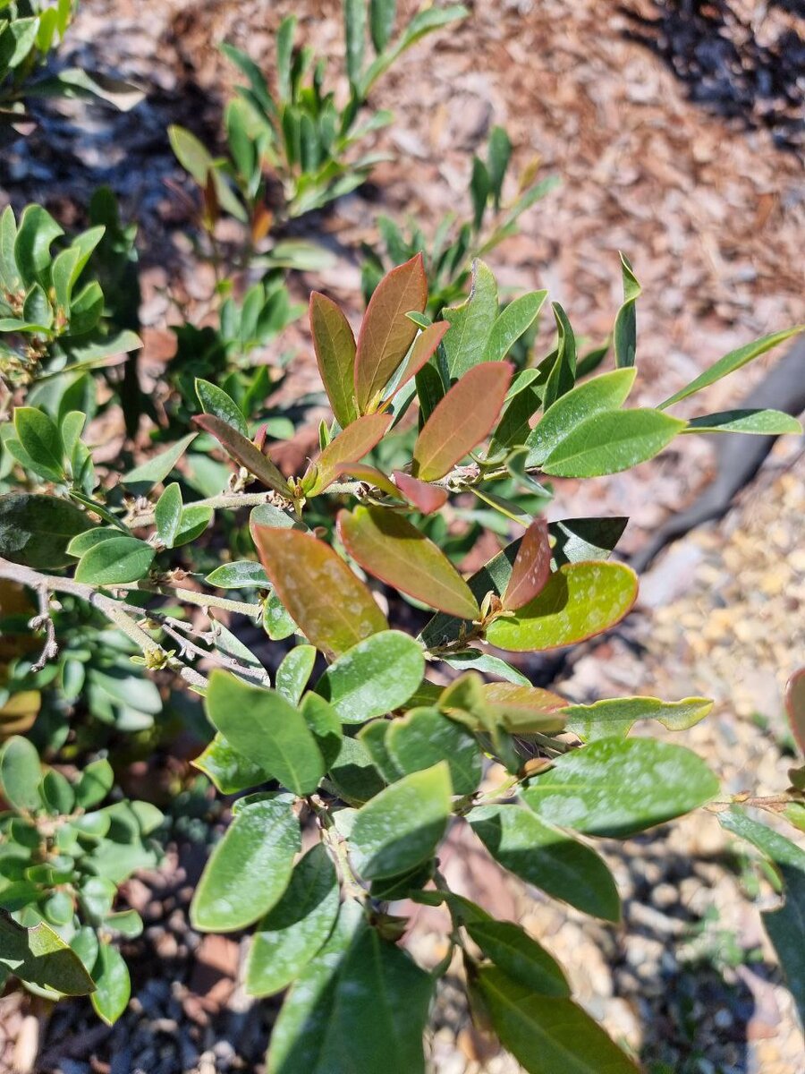 Дистиллиум ‘Blue Cascade’