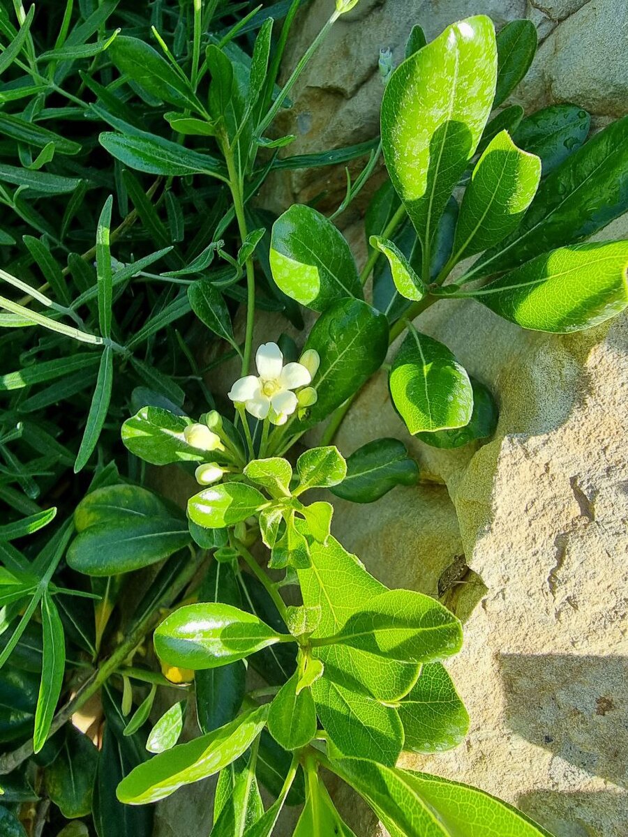 Ароматные цветы весной. Питтоспорум обыкновенный.