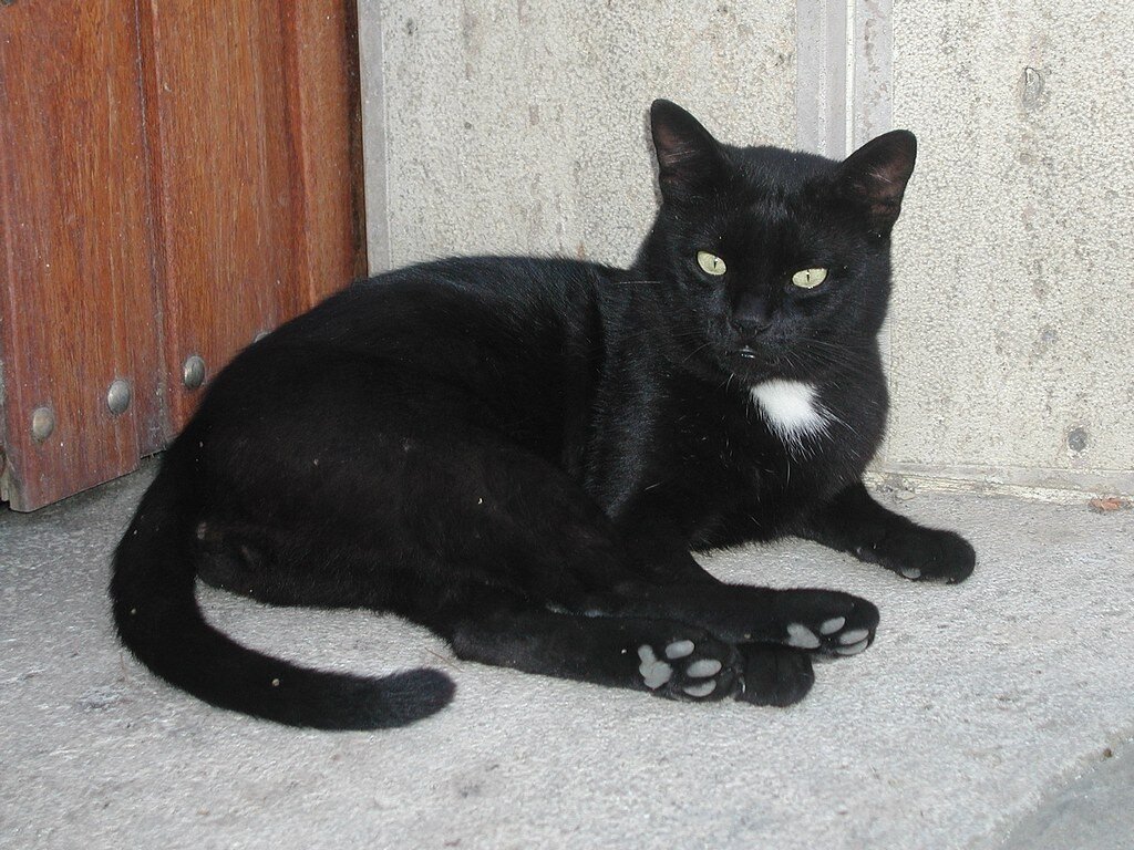 National Black Cat Day 2022: National Black Cat Day: See why US celebrates this 